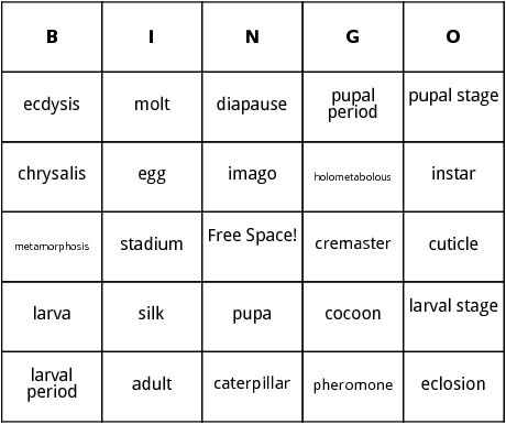 butterfly life cycle bingo