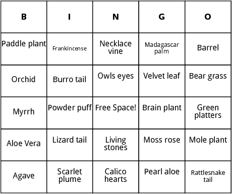 cacti and succulents bingo