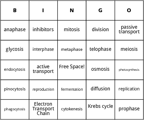 cell functions bingo