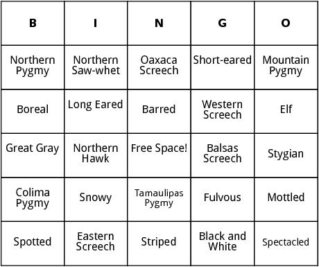 north american owls bingo