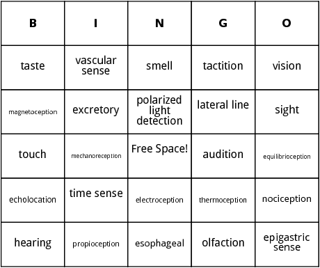 sensory systems bingo