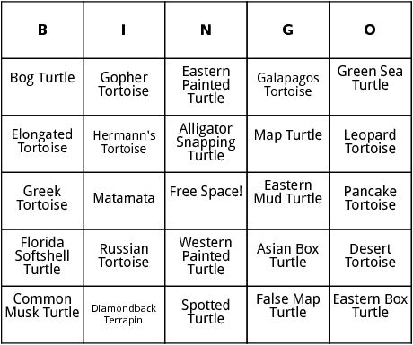 turtle species bingo