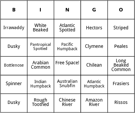 types of dolphins bingo