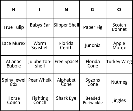 types of seashells bingo 