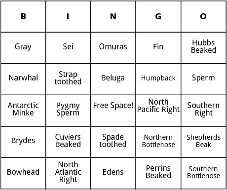 types of whales bingo